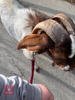 BOER BILLY GOAT - 6