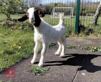 BOER BILLY GOAT - 7