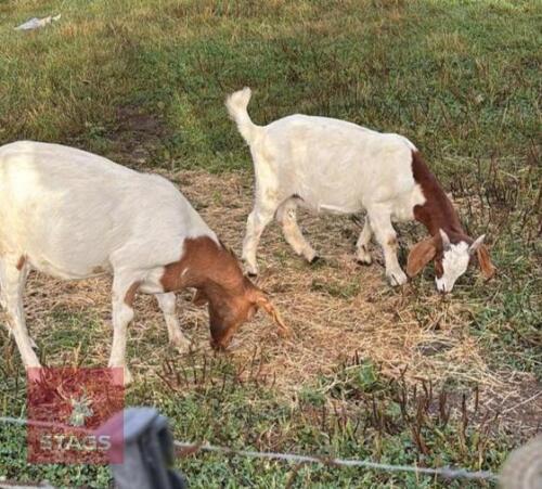 2 BOER X NANNY GOATS - BIDS PER LIFE