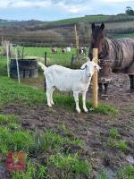 2 BOER X NANNY GOATS - BIDS PER LIFE - 3