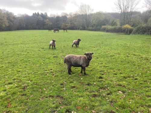 3 COLOURED RYELANDS EWES - BIDS PER LIFE