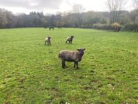 3 COLOURED RYELANDS EWES - BIDS PER LIFE