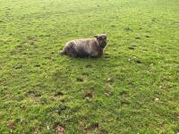 3 COLOURED RYELANDS EWES - BIDS PER LIFE - 2