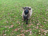 3 COLOURED RYELANDS EWES - BIDS PER LIFE - 3
