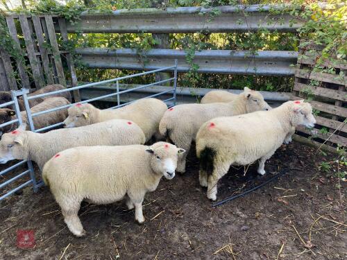 6 FLOCK AGE WHITE FACE RYELANDS - BIDS PER LIFE