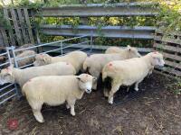 6 FLOCK AGE WHITE FACE RYELANDS - BIDS PER LIFE