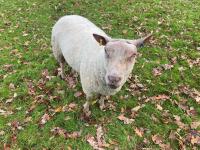 6 FLOCK AGE WHITE FACE RYELANDS - BIDS PER LIFE - 2