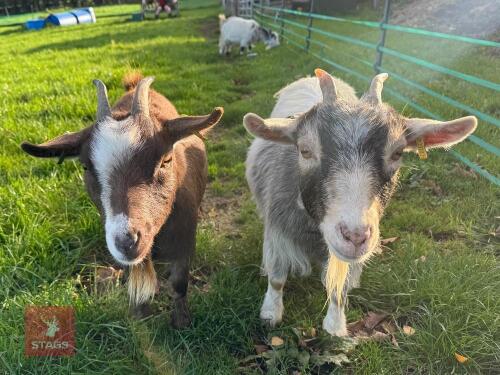 2 X 2YO PYGMY NANNY GOATS - BIDS PER LIFE
