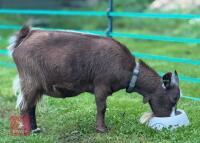 2 X 2YO PYGMY NANNY GOATS - BIDS PER LIFE - 2