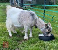 2 X 2YO PYGMY NANNY GOATS - BIDS PER LIFE - 3