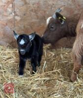 2 X 2YO PYGMY NANNY GOATS - BIDS PER LIFE - 4