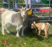 2 X 2YO PYGMY NANNY GOATS - BIDS PER LIFE - 5