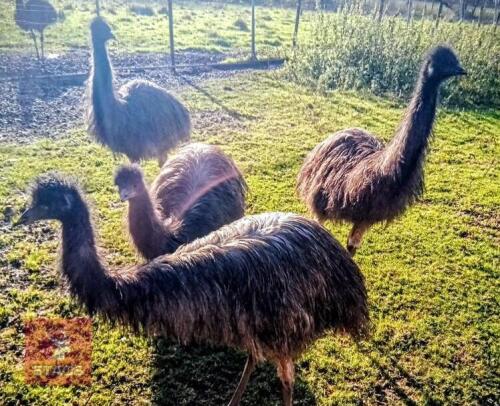 2 X 7MO UNSEXED EMUS - BIDS PER LIFE