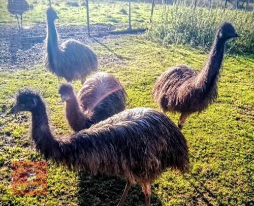 2 X 7MO UNSEXED EMUS - BIDS PER LIFE