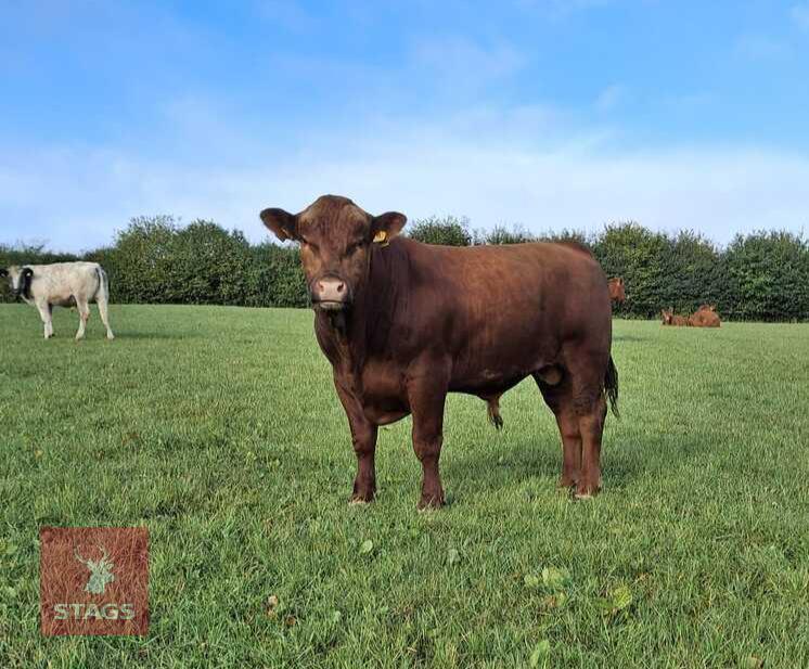 19MO PEDIGREE STABILISER BULL