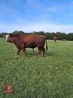 19MO PEDIGREE STABILISER BULL - 2