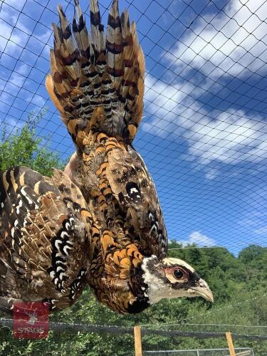 TRIO OF REEVES PHEASANTS - BIDS FOR THE GROUP