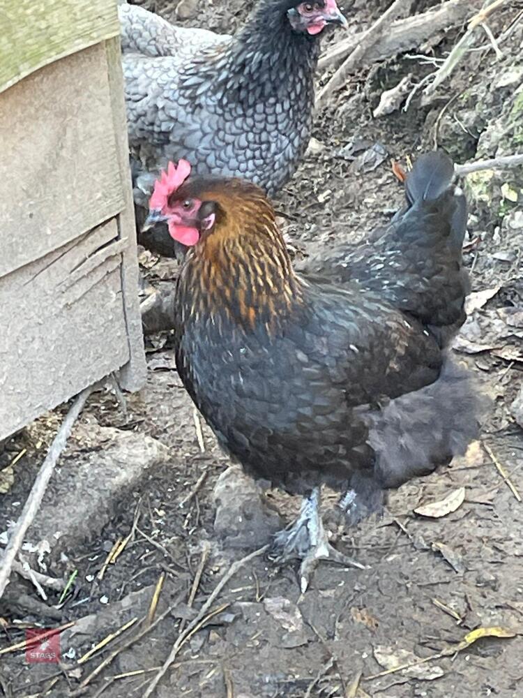 3 COPPER MARAN POL PULLETS - BIDS PER LIFE