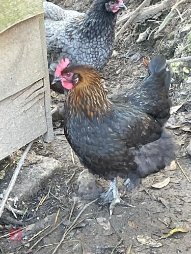 3 COPPER MARAN POL PULLETS - BIDS PER LIFE