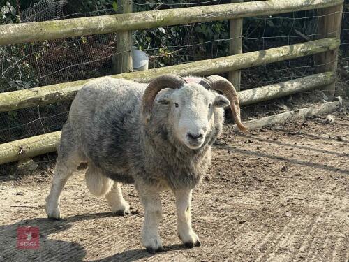 HERDWICK RAM