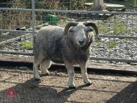 HERDWICK RAM - 2