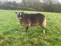 11MO PEDIGREE BADGER FACE TEXEL EWE LAMB