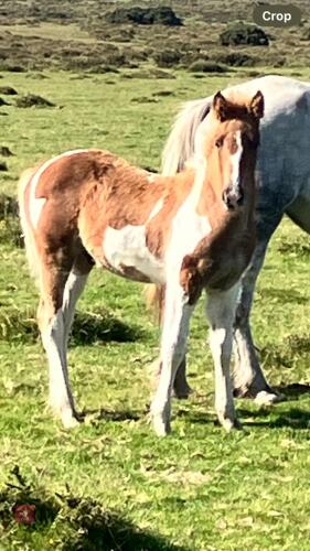 7MO IRISH DRAFT X APPALOOSA X COB COLT