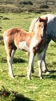 7MO IRISH DRAFT X APPALOOSA X COB COLT