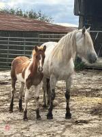 7MO IRISH DRAFT X APPALOOSA X COB COLT - 2