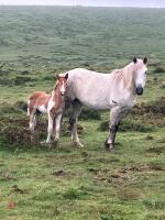 7MO IRISH DRAFT X APPALOOSA X COB COLT - 3