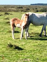 7MO IRISH DRAFT X APPALOOSA X COB COLT - 4