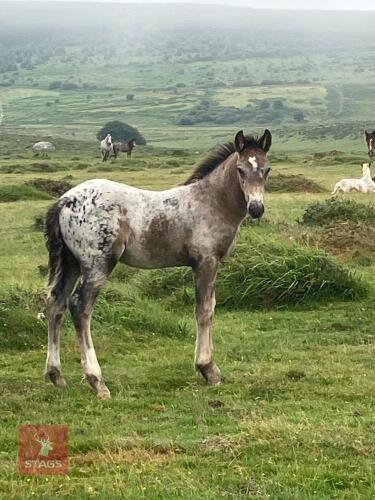 7MO IRISH DRAFT X APPALOOSA X COB COLT