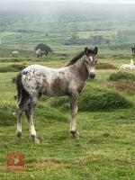 7MO IRISH DRAFT X APPALOOSA X COB COLT