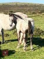 7MO IRISH DRAFT X APPALOOSA X COB COLT - 2