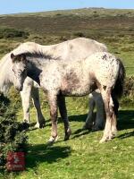 7MO IRISH DRAFT X APPALOOSA X COB COLT - 3