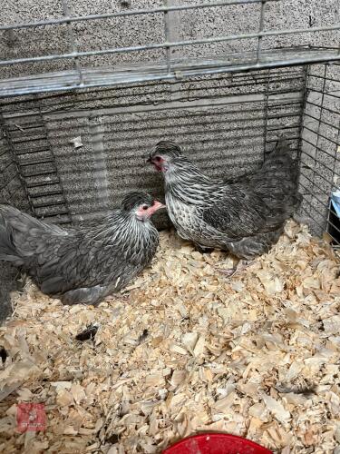 2 X BANTAM BLUE SILVER GOLDTOPS - BIDS PER LIFE