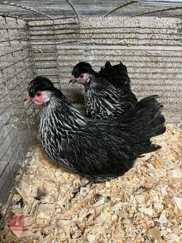 2 X BANTAM SILVER GOLDTOPS - BIDS PER LIFE