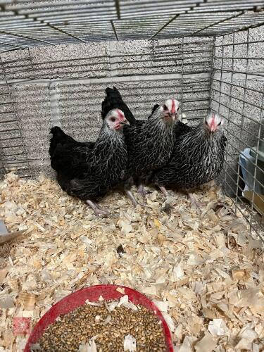 3 X BANTAM SILVER SUSSEX PULLETS - BIDS PER LIFE