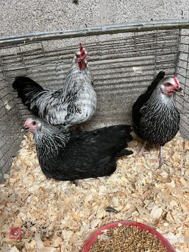 TRIO OF BANTAM SILVER SUSSEX - BIDS PER LIFE