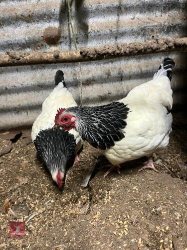 2 X LIGHT SUSSEX BANTAM HENS - BIDS PER LIFE