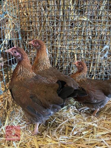 3 X WELSUMMER BANTAM HEN - BIDS PER LIFE