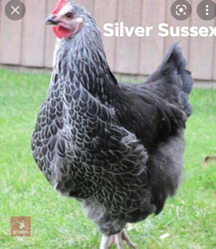 2 SILVER SUSSEX PULLETS - BIDS PER LIFE