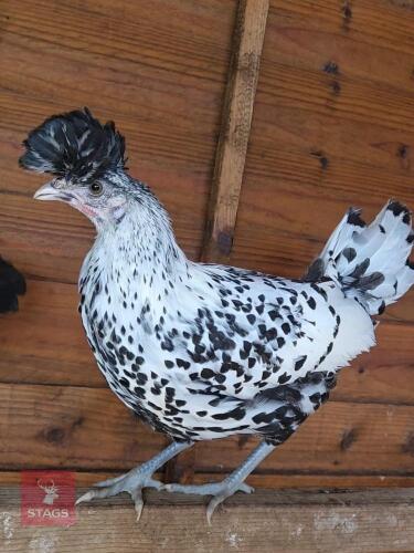 SILVER SPANGLED APPENZELLER BANTAM HEN