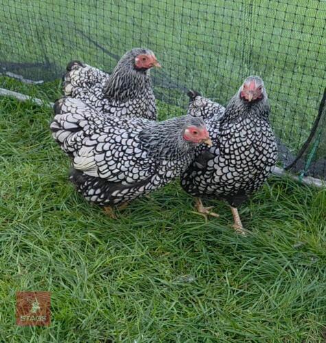 2 SILVER LACED WYANDOTTE BANTAM HENS - BIDS PER LIFE