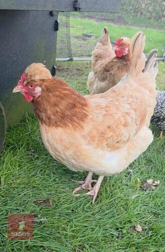 2 SULMTALER LARGE FOWL HENS - BIDS PER LIFE