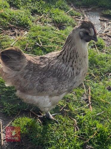 2 GOLD TOP BANTAM HENS - BIDS PER LIFE