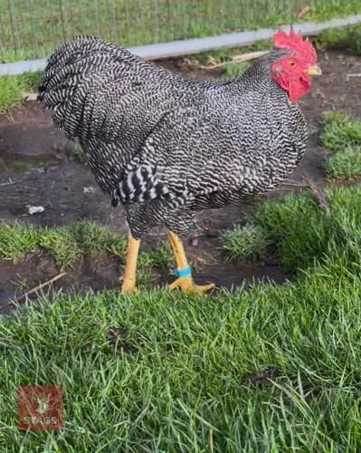 2 PLYMOUTH ROCK BANTAMS - BIDS PER LIFE