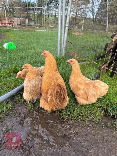 3 BUFF ORPINGTON BANTAMS - BIDS PER LIFE
