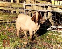 DAPPLED TRADITIONAL BOER BUCKLING - 2