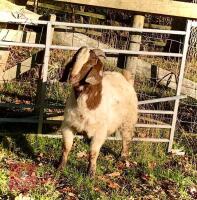 DAPPLED TRADITIONAL BOER BUCKLING - 3